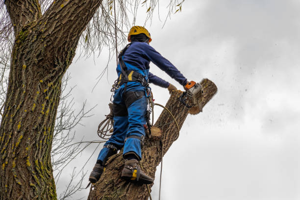 Trusted Oquawka, IL Tree Care Services Experts